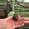 plant/Reverted Scindapsus Mayari (Indonesian Origin) starter plant growers choice-4-thumbnail