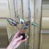 plant/Begonia Rex Salsa starter plant growers choice-4-thumbnail