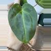 plant/A. Mag Verde x Rainbow Bess-3-thumbnail