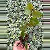 plant/Roseopicta (Breynia Disticha) 2” pot growers choice-3-thumbnail