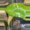plant/🌿MONSTERA SILVER STAR-4-thumbnail