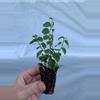 plant/Variegated Ficus Pumila (Variegated Creeping Fig) starter plant growers choice-3-thumbnail