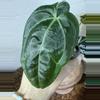 plant/A. KD NOID The Dale x (Crystal x Forgettii)-5-thumbnail
