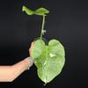 plant/🌿 MONSTERA FISH BONE-7-thumbnail