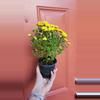 plant/Yellow Chrysanthemum Morifolium "Garden Mum" 3" pot exact plant-3-thumbnail