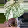 plant/🌿MONSTERA SILVER STAR-5-thumbnail
