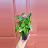 plant/Pink Pentas Ianceolata "Egyptian Starflower" 3" exact pot-3-thumbnail
