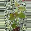 plant/Roseopicta (Breynia Disticha) 2” pot growers choice-1-thumbnail