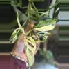 plant/Mature Monstera Adansonii Variegated-0-thumbnail