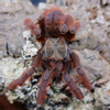 plant/$250 Retail Phormingochilus sp "Sabah Red" (Crimson Purple Tree Tiger Tarantula) 0.75"-0-thumbnail