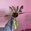 plant/Carmel Marble  x Florida Beauty Philodendron-1-thumbnail
