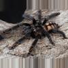 plant/$35 Retail Psalmopoeus irminia (Venezuelan Suntiger Tarantula) 0.5-0.75"-0-thumbnail