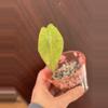 plant/Alocasia Zebrina Aurea-0-thumbnail