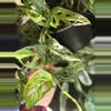 plant/Mature Monstera Adansonii Variegated-1-thumbnail