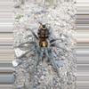 plant/$600 Retail Theraphosinae sp. 'Yasuni' (Ecuadorian Crowned Tarantula) 0.75-1"-0-thumbnail