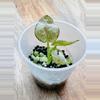 plant/Syngonium Milk Confetti-0-thumbnail