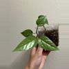 plant/Scindapsus-0-thumbnail