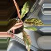 plant/Carmel Marble  x Florida Beauty Philodendron-0-thumbnail