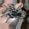 plant/$99 Retail Thrixopelma cyaneolum "Blue" (Periuvian Cobalt Tarantula) 0.75-1"-0-thumbnail
