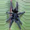 plant/$250 Retail Psalmopoeus sp 'Tononegro' Tarantula 0.5-0.75" *NEW SPECIES*-0-thumbnail
