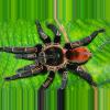 plant/$250 Retail Thrixopelma sp 'Andes Fire' Tarantula 0.5" *FIRST TIME IN USA*-0-thumbnail