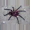 plant/$299 Retail Xenesthis sp. 'Bright' (Bright Beauty Bird Eater Tarantula) 2"+-0-thumbnail