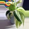 plant/🦄Philodendron Gabby-2-thumbnail