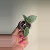 plant/Hoya Lacunosa 'Silver Lime' (Big Leaf) #3808-0-thumbnail
