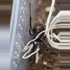 plant/Latrodectus hesperus, Western Black Widow, 2/3i (31% OFF)-0-thumbnail