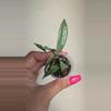 plant/⚠️Zinger! Hoya Lacunosa 'Silver Long Leaf' #2348-0-thumbnail