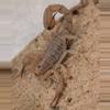 plant/Paravaejovis confusus, Sandy Devil Scorpion, Adult (47% OFF)-0-thumbnail