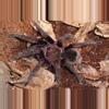 plant/Theraphosa apophysis, Pink Footed Goliath Birdeater, 2-3" (29% OFF)-0-thumbnail