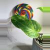 plant/🍭SWEET TREAT 🍭Epipremnum Alta Voltage-1-thumbnail