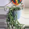 plant/Hoya Linearis-1-thumbnail