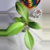 plant/Hoya RHM 25107 patcharawalai OP-1-thumbnail