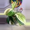plant/🦄Philodendron Gabby-3-thumbnail