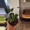 plant/Alocasia polly-1-thumbnail