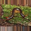 plant/Scolopendra dehaani, Vietnamese Yellow Leg Centipede, 5-7" (25% OFF)-0-thumbnail