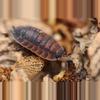 plant/Porcellio scaber, Lava, 10ct (27% OFF)-0-thumbnail