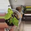 plant/Alocasia gageana aurea-1-thumbnail