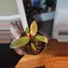 plant/Philo florida bronze-1-thumbnail