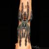 plant/Psalmopoeus irminia, Venezuelan Suntiger, 1.5" (44% OFF)-0-thumbnail