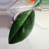 plant/Hoya Water Drop-2-thumbnail