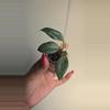 plant/Hoya Lacunosa 'Silver Lime' (Big Leaf) #3810-0-thumbnail