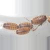 plant/Proporcellio vulcanius, Volcano Isopod, 10ct (28% OFF)-0-thumbnail