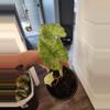 plant/Alocasia batik varigated-0-thumbnail
