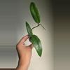 plant/Hoya cv Hugo #8313-3-thumbnail