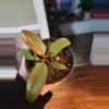 plant/Philo florida bronze-0-thumbnail