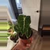plant/Alocasia polly-0-thumbnail