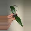 plant/Hoya cv Hugo #2342-0-thumbnail